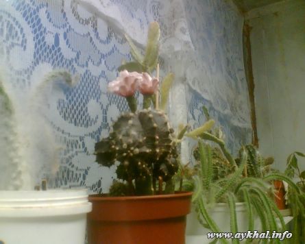 кактус цветет