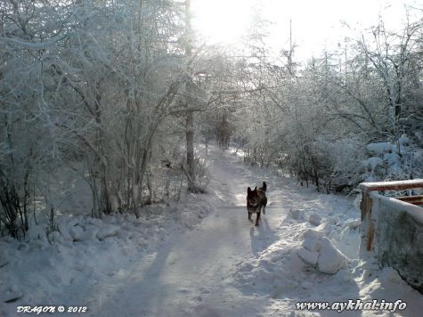 Случайный пёс (44)