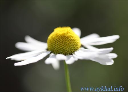 Matricaria recutita (Ромашка аптечная)