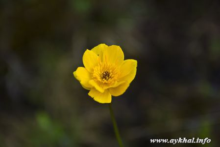 IMG_4155