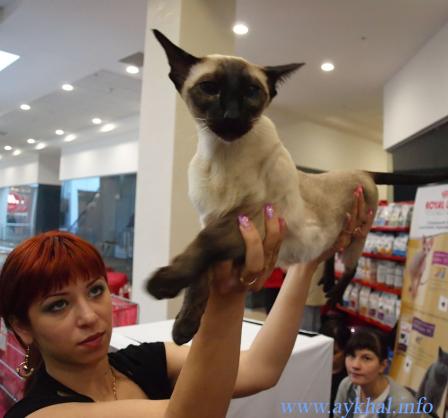 Настоящий сиамский