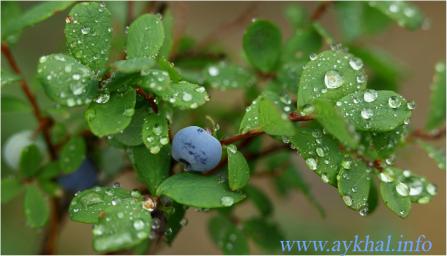 Vaccinium corymbosum (Голубика обыкновенная)