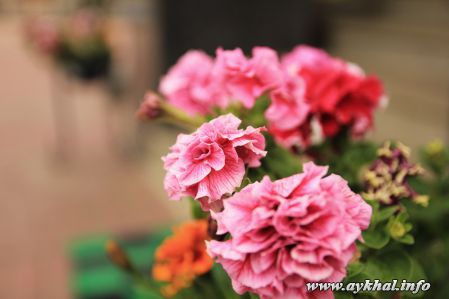 IMG_4525