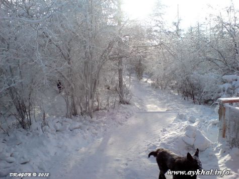 Случайный пёс (43)