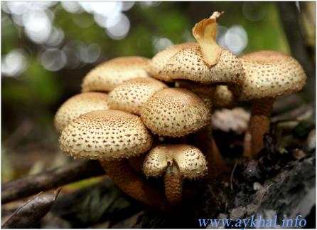 Pholiota squarrosa  (Чешуйчатка обыкновенная )