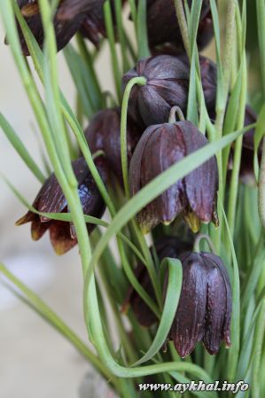 колокольчики