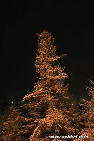 Дерево 2