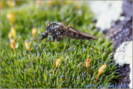 Culicidae (Комар кровососущий)