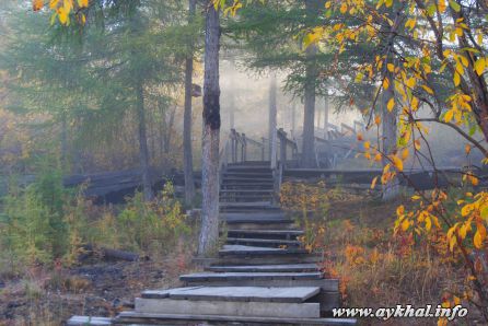 Многолетняя лестница