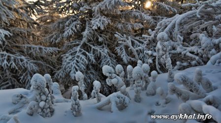 "Подснежники"