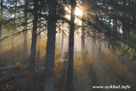 Лучи солнца сквозь деревья