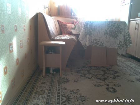 Найди кота