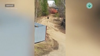 Медведи массово выходят к людям под Мирным и Удачным