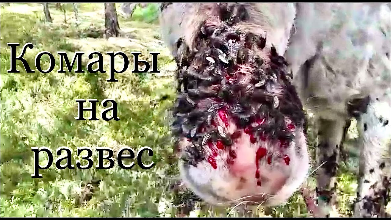 Якутские комары на развес в килограммах