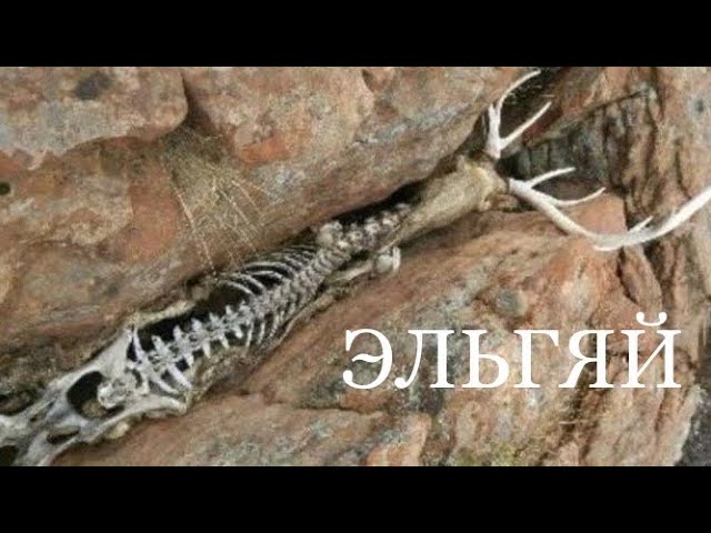 ЭЛЬГЯЙ (Музей природы)