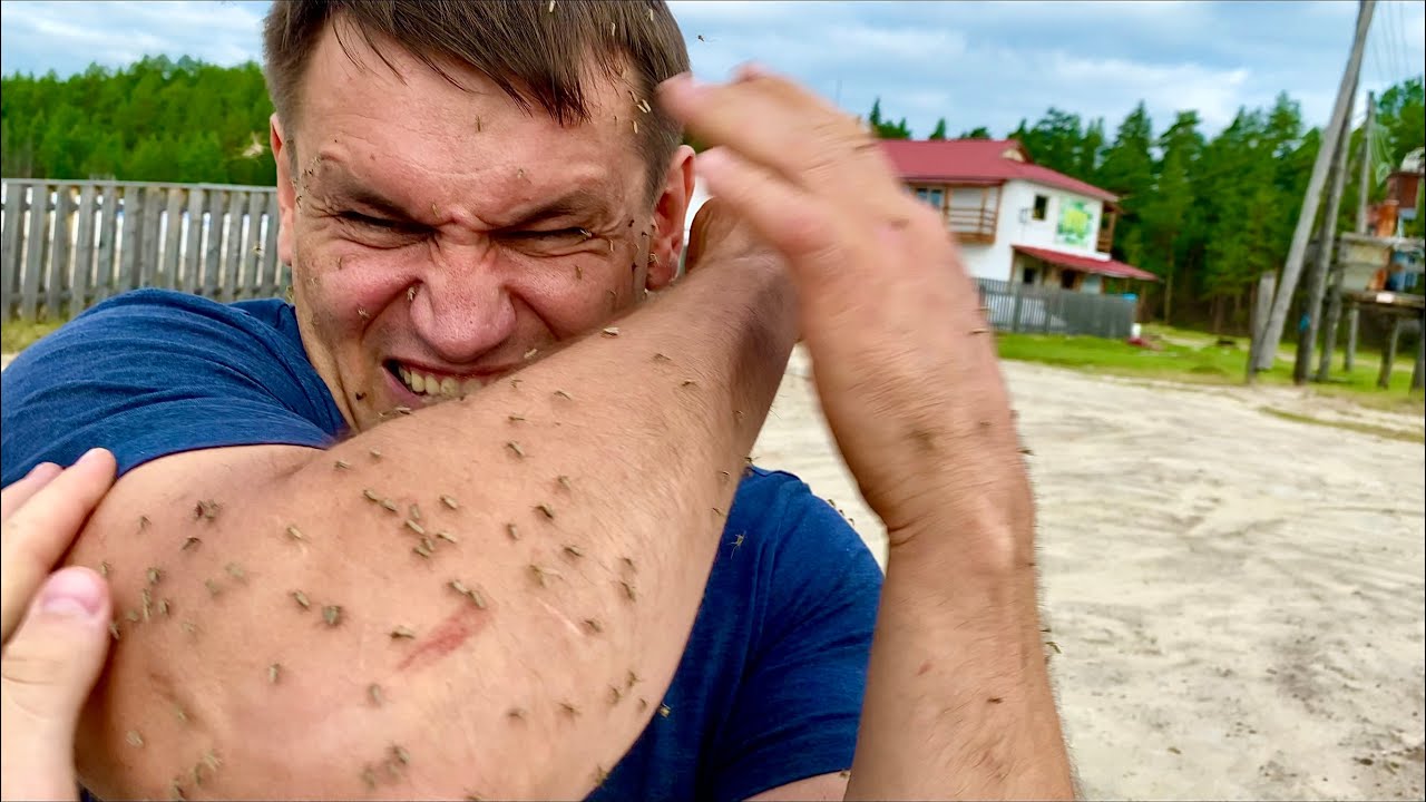 ЯКУТСКИЕ ПЧЁЛЫ 